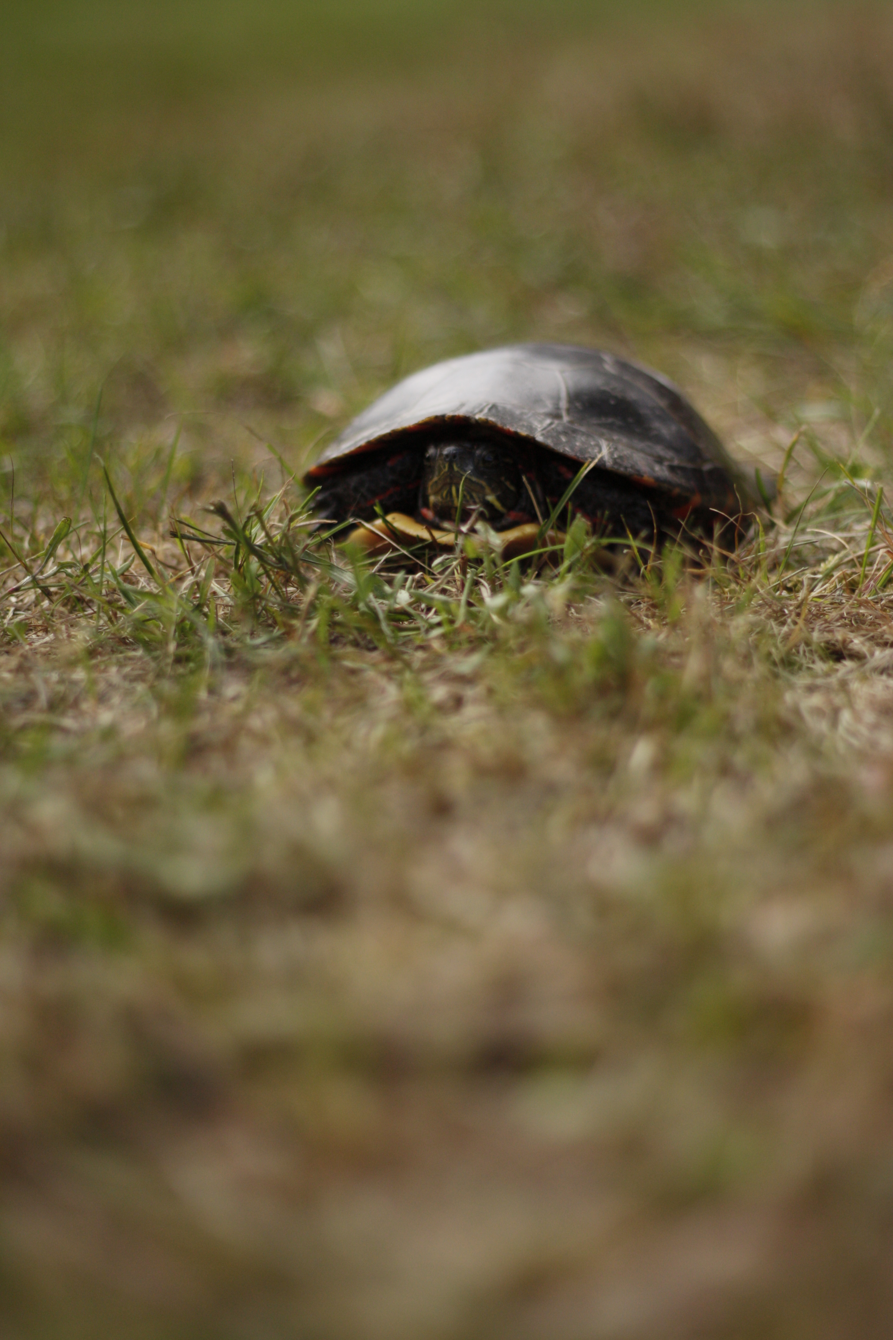 A turtle walking through the base camp. We named him Charlie.